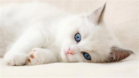 10 New Cute Cat Wallpapers Hd Full Hd 1080p For Pc Background Cute