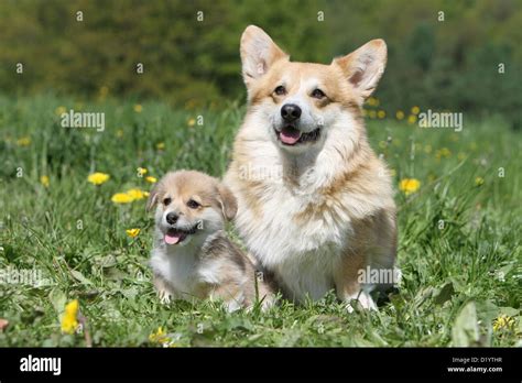 Dog Pembroke Welsh Corgi Adult And Puppy Sitting On A Meadow Stock