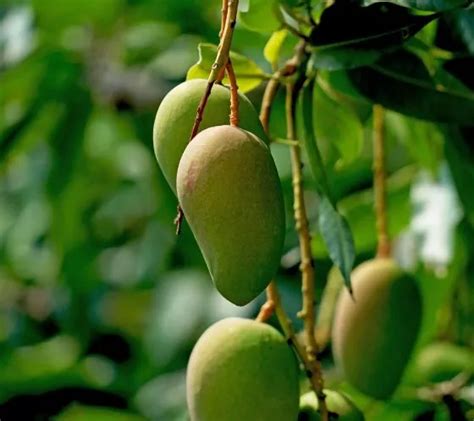 How To Grow And Care For Dwarf Mango Tree Rayagarden