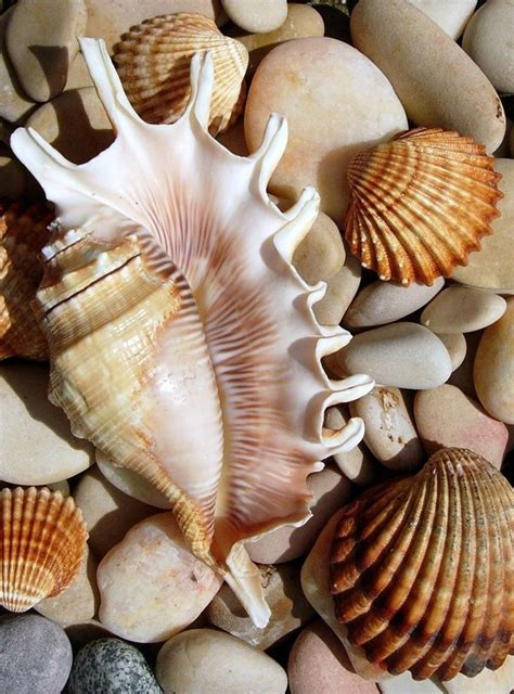 Shell It To Me Sea Shells Ocean Treasures Shell Art