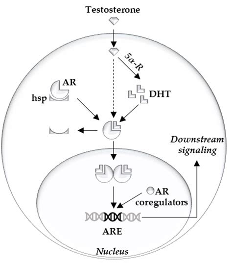 overview of intracellular androgen action androgen receptor ar heat download scientific