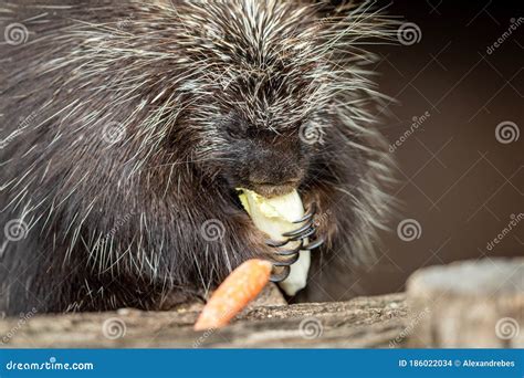 Porcupine Eating In A Parc Stock Photo Image Of Outdoor 186022034