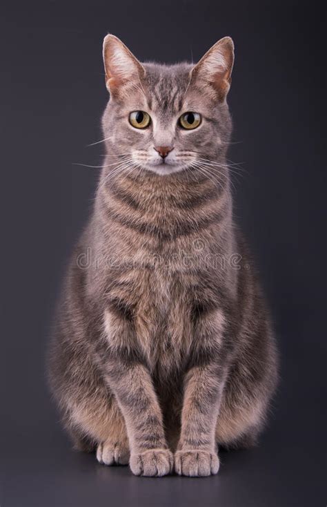Blue Tabby Cat Sitting Against Dark Gray Background Stock