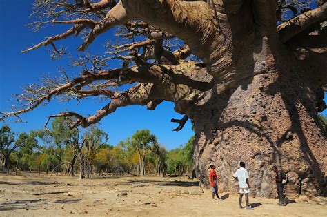 the biggest baobab known in madagascar baobab tree baobab nature