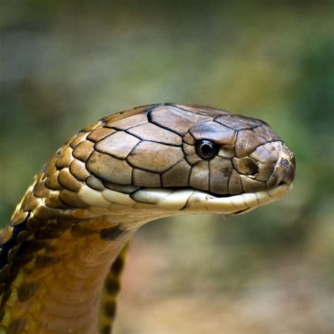 A Cobra é Um Animal Carnívoro