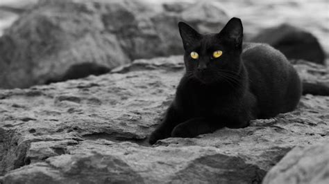 5 Myths About Black Cat Pets Math