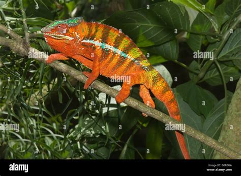 Panther Chameleon Furcifer Pardalis Madagascar Stock Photo Alamy