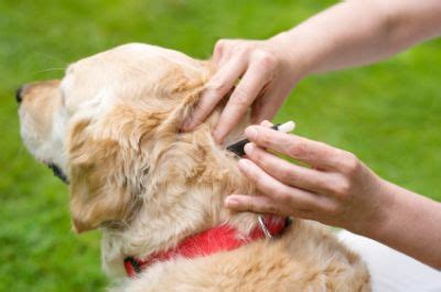 Managing and preventing these parasites from the dog's body requires some approaches. 3 Best Flea Treatment for Dogs | Gordon Vet