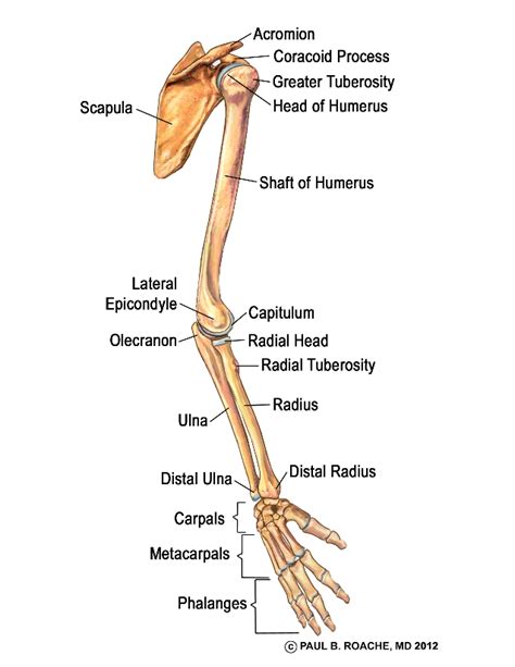 Upper Arm Skeletal Anatomy