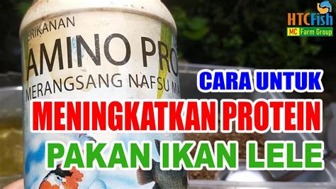 Amino Pro Untuk Meningkatkan Protein Pakan Ikan Lele Pada Masa Awal