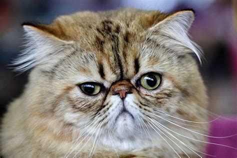 Persian Cats Is It Too Late For The Breed — The Little Carnivore