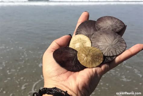 How Do Sand Dollars Reproduce Explained Ocean Fauna