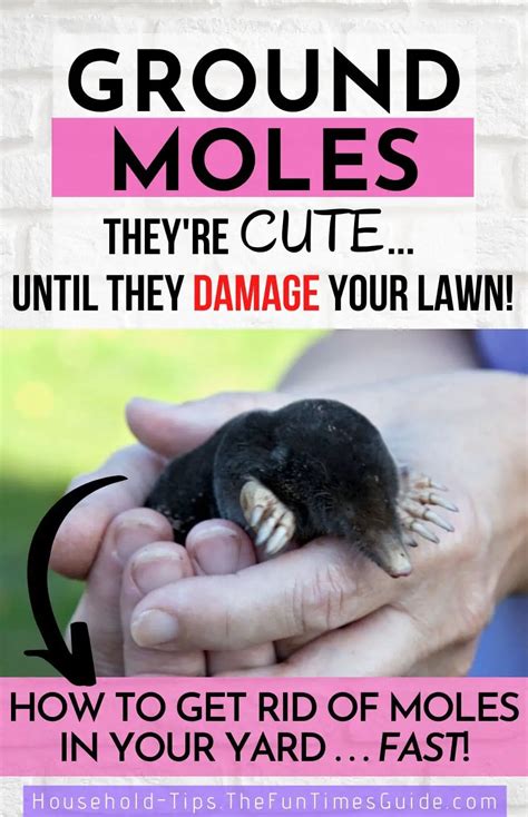 How To Get Rid Of Ground Moles In The Garden From A Pest Control