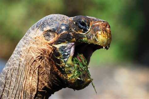 His grandfathers erasmus darwin and josiah wedgwood were both prominent abolitionists. Galapagos Islands-716 | A giant tortoise at the Charles ...
