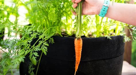 How To Grow Carrots In Containers Tips For A Generous Harvest Gardenhow