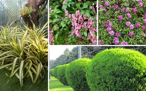 15 Fast Growing Privacy Shrubs Bushes Garden Lovers Club