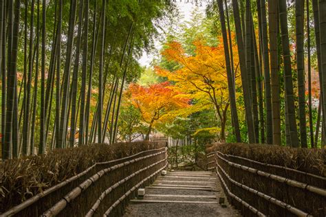 Kyoto Bamboo Grove Adashino Nenbutsuji Tiptoeingworld