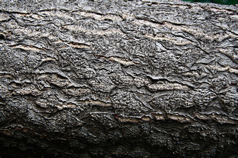 Free photo: Tree trunk texture - Abstract, Timber, Wood - Free Download ...