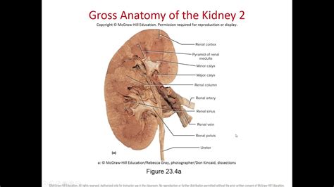 Chapter 23 The Urinary System Youtube