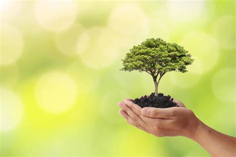 Hand Holding A Tree On Blurred Green Nature Background Planting Ideas