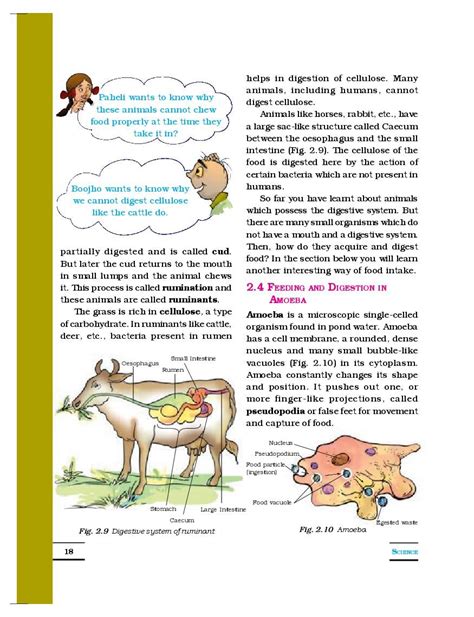Cbse Class 7 Science Chapter 2 Nutrition In Animals Cbse Study Group