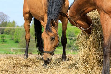 How To Choose The Right Hay For Your Horse 7 Step Guide Mad Barn