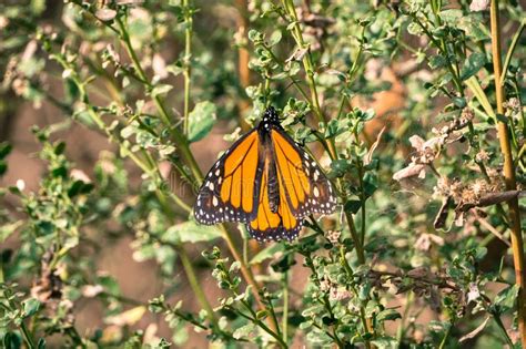 155 Orange Grove Butterfly Photos Free And Royalty Free Stock Photos