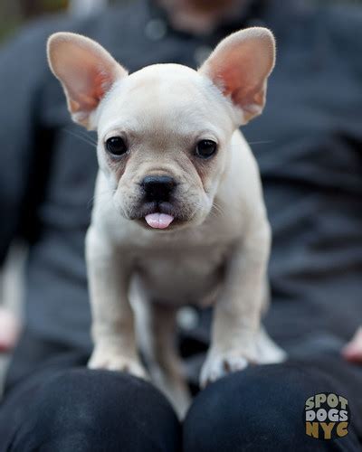 Hover over the breed info tab at the top of this page to learn all about the breed. French Bulldog Puppy | Spot Dogs NYC | Flickr