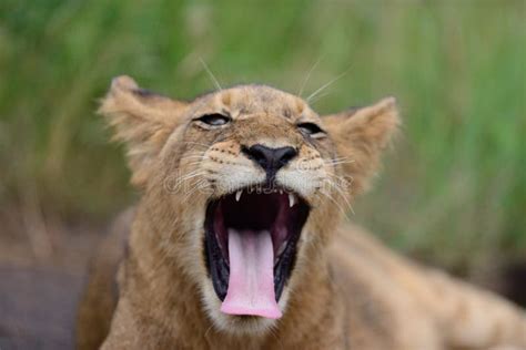 Baby Lion Making Funny Face Stock Photos Free And Royalty Free Stock