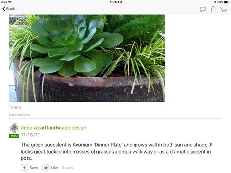Изучайте релизы patty denton на discogs. Pin by Patti Harrell on Plants & Flowers | Planting ...