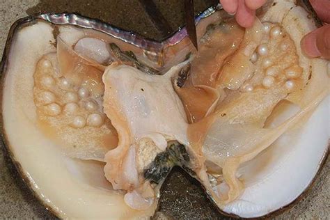She Cracks Open A Giant Clam Hoping To Find A Pearl What She Discovers