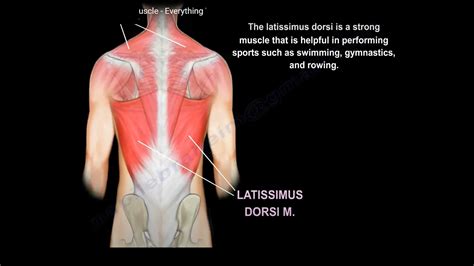 Anatomy Of The Latissimus Dorsi Muscle OrthopaedicPrinciples Com