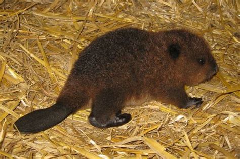 Baby Beavers Born Just In Time For Fathers Day Zooborns