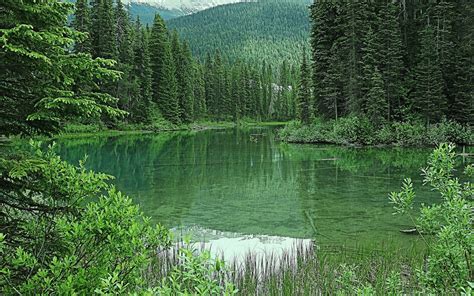 Emerald Lake Forest Green Trees Green Nature Mountain Canada