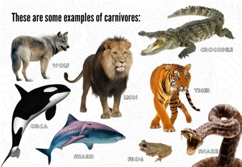Animals Carnivores
