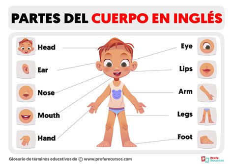 Partes Del Cuerpo Humano En Ingles Para Imprimir Pdf Rericcialis Sexiz Pix