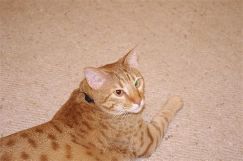 Dufus My Cross Eyed Cat Pentax User Photo Gallery