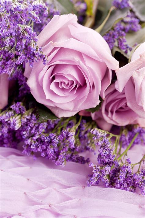 History And Meaning Of Lavender Roses Proflowers Blog