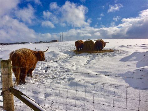 Highland Cattle In The Snow Mclean Scotland