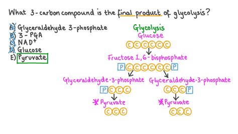 Glycolysis Products