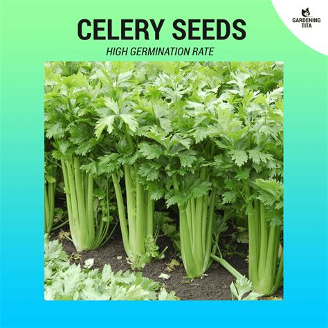 Celery Seeds ~900 Pcs Gardening Tita