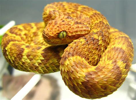 64 Viper Snake Wallpaper