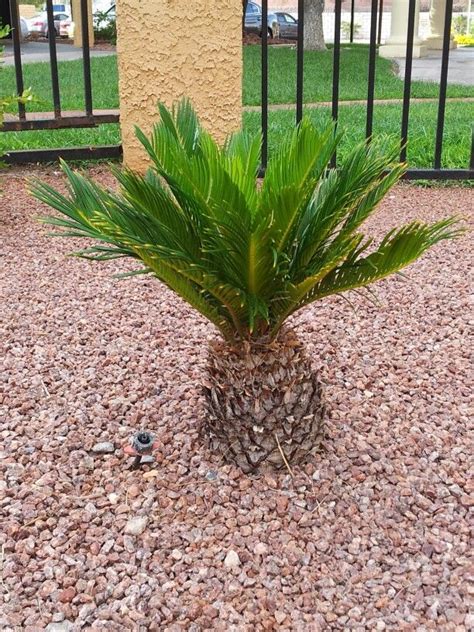 Dwarf Palm Trees Arizona Appreciate Blook Image Database
