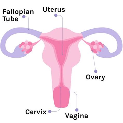 The female reproductive system contains two main parts: Your No-BS Guide To Your Vagina And Everything Around It - Women's Health News - Articles for a ...