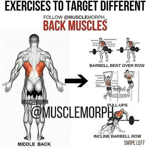 Pin By Hiker270 On Back Exercises Muscle Fitness Back Muscle