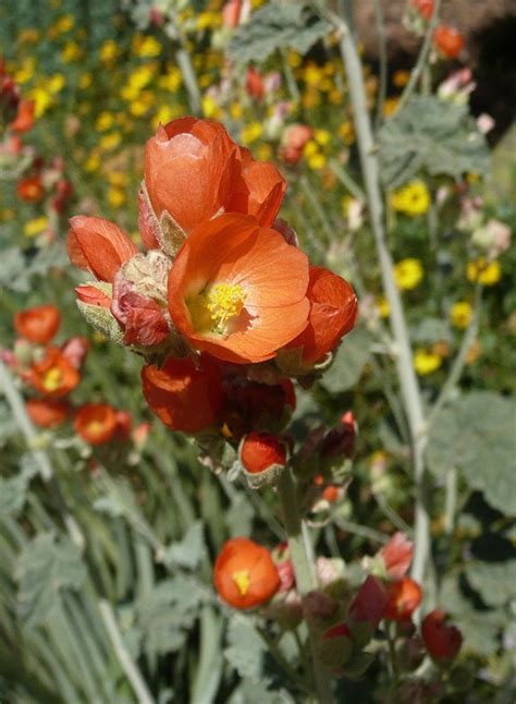 Sphaeralcea Ambigua Apricot Mallow Seed Ubicaciondepersonascdmxgobmx