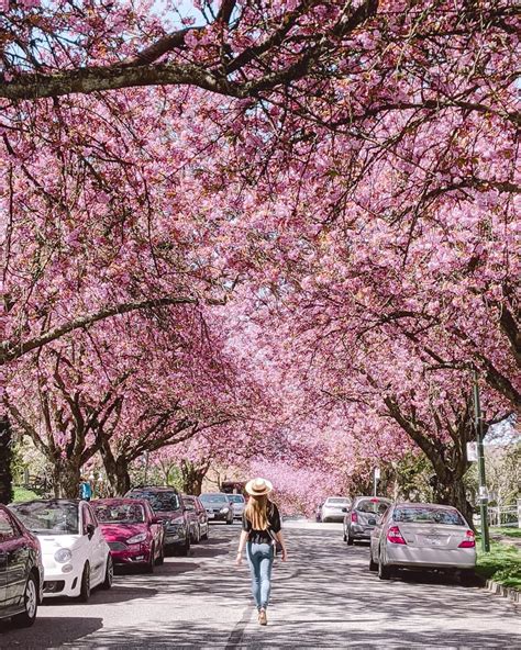Best Places To See Cherry Blossoms In Vancouver Non Stop Destination