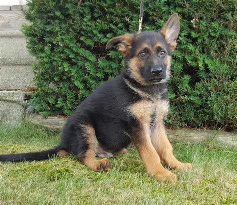 Cyrus World Class Male German Shepherd Puppy Mans Best Friend