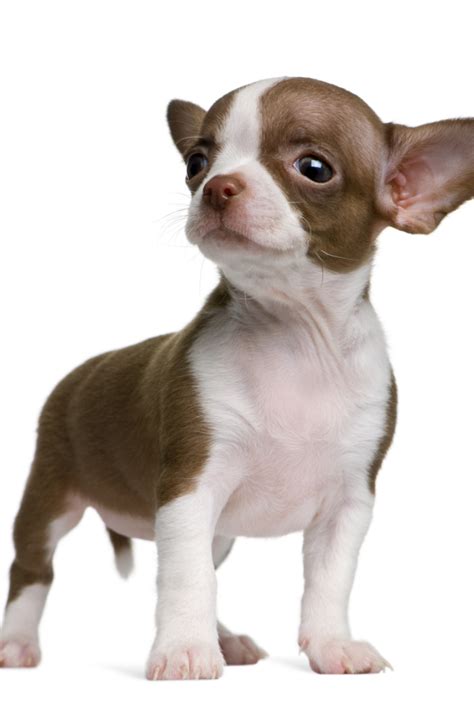 Chocolate And White Chihuahua Puppy 8 Weeks Old Standing In Front Of
