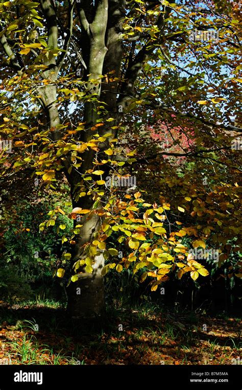 Golden Brown Colored Beech Tree Leaves Autumn Contrast Dark Light Shade